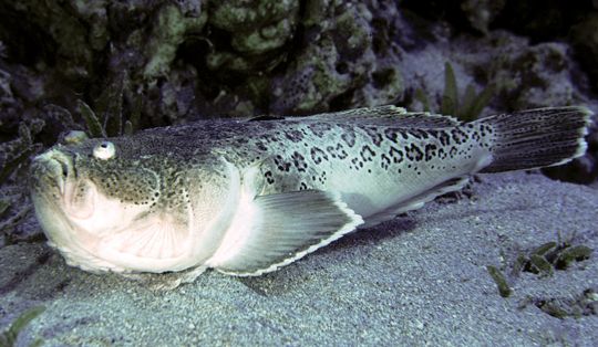 Uranoscopidae